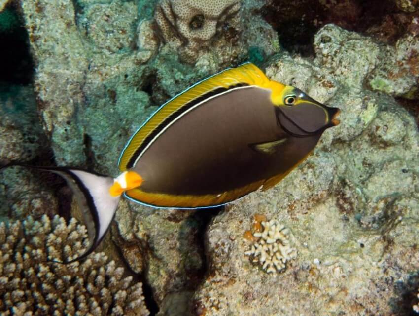 Shaab Abu Nugar Shaab Abu Nugar-2.jpg